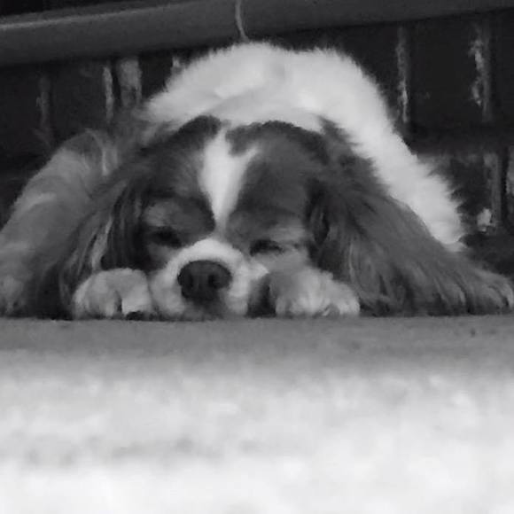 Meet your Posher, Carla - Picture 1 of 1